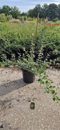 Cotoneaster suec. 'Coral Beauty' 30-40 cm cont. 1,5L - afbeelding 3
