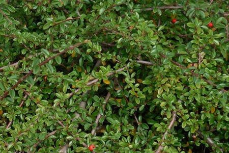 Cotoneaster suec. 'Coral Beauty' 40-60 cm cont. 3,0L - afbeelding 3