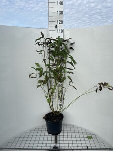 Cornus sericea 'Flaviramea' 100-125 cm cont. 7,5L - afbeelding 2