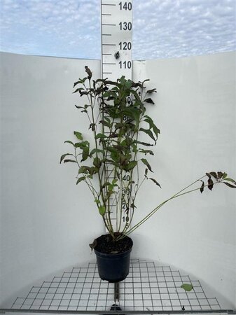 Cornus sericea 'Flaviramea' 100-125 cm cont. 7,5L - afbeelding 1