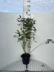Cornus sericea 'Flaviramea' 100-125 cm cont. 7,5L