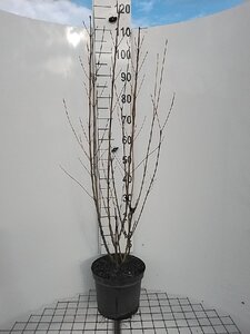 Cornus sericea 'Flaviramea' 100-125 cm cont. 7,5L - afbeelding 2