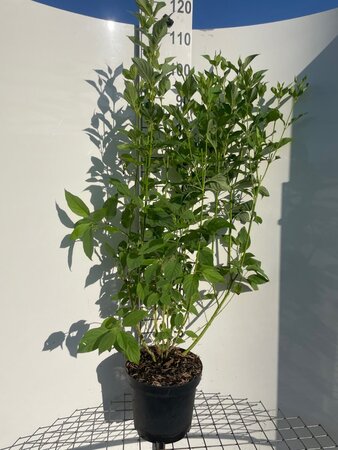 Cornus sericea 'Flaviramea' 100-125 cm cont. 7,5L