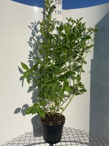 Cornus sericea 'Flaviramea' 100-125 cm cont. 7,5L