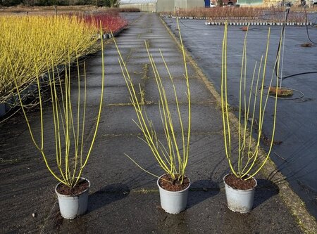 Cornus sericea 'Flaviramea' 60-100 cm cont. 2,0L