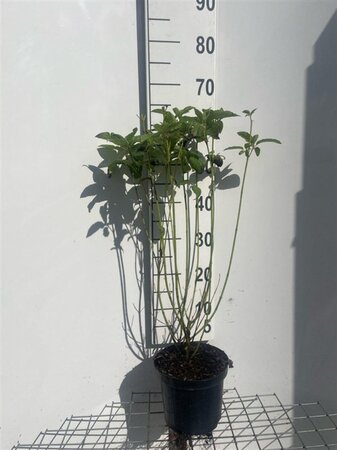 Cornus sericea 'Flaviramea' 60-80 cm cont. 3,0L - afbeelding 2