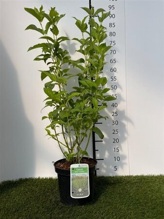 Cornus sericea 'Flaviramea' 60-80 cm cont. 3,0L - afbeelding 1