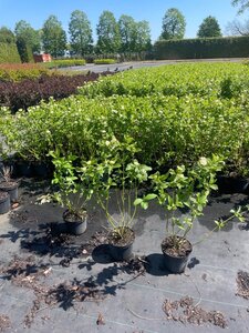 Cornus sericea 'Flaviramea' 60-80 cm cont. 3,0L - afbeelding 3