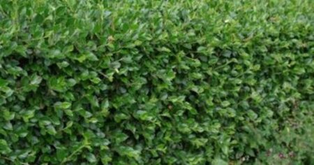 Cotoneaster simonsii 60-80 cm container - afbeelding 1