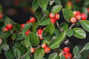 Cotoneaster simonsii 60-80 cm container - afbeelding 2