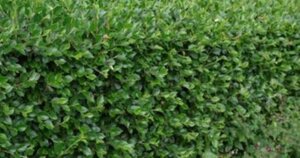 Cotoneaster simonsii 80-100 cm container