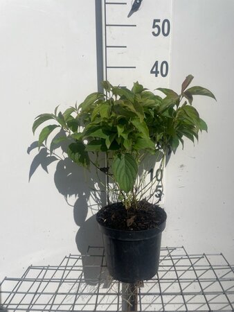 Cornus sericea 'Kelseyi' (=Kelsey's Dwarf) 30-40 cm cont. 3,0L - afbeelding 4