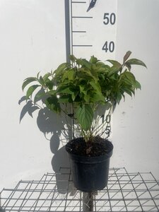 Cornus sericea 'Kelseyi' (=Kelsey's Dwarf) 30-40 cm cont. 3,0L - afbeelding 4