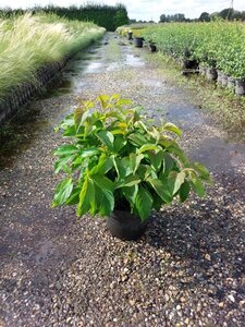 Cornus sericea 'Kelseyi' (=Kelsey's Dwarf) 30-40 cm cont. 3,0L - afbeelding 6