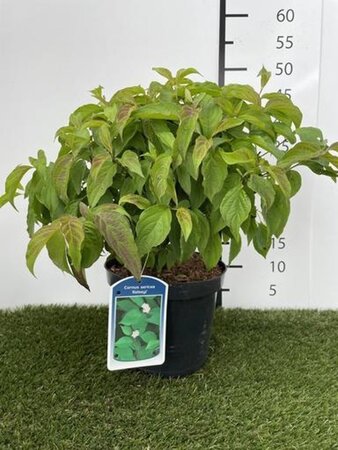 Cornus sericea 'Kelseyi' (=Kelsey's Dwarf) 30-40 cm cont. 3,0L - afbeelding 5