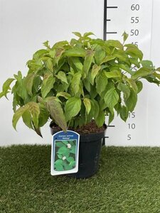 Cornus sericea 'Kelseyi' (=Kelsey's Dwarf) 30-40 cm cont. 3,0L - afbeelding 5