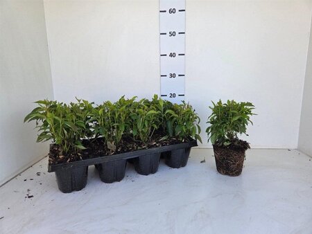 Cornus sericea 'Kelseyi' (=Kelsey's Dwarf) geen maat specificatie cont. 1L