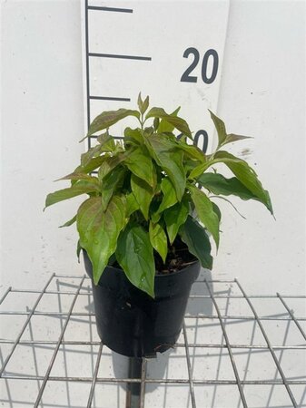 Cornus sericea 'Kelseyi' (=Kelsey's Dwarf) geen maat specificatie cont. 1,3L