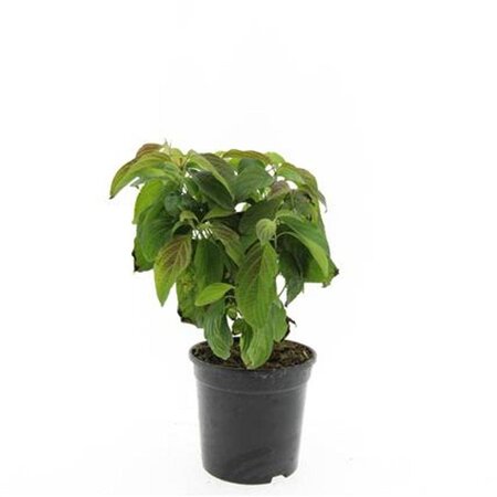 Cornus sericea 'Kelseyi' (=Kelsey's Dwarf) geen maat specificatie cont. 1,5L