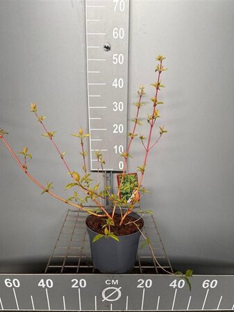 Cornus sang. 'Midwinter Fire' 40-50 cm cont. 3,0L - afbeelding 1