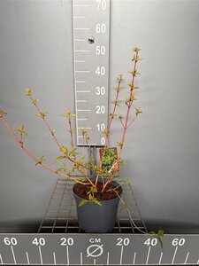 Cornus sang. 'Midwinter Fire' 40-50 cm cont. 3,0L