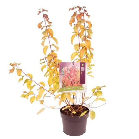 Cornus sang. 'Midwinter Fire' 40-50 cm cont. 3,0L
