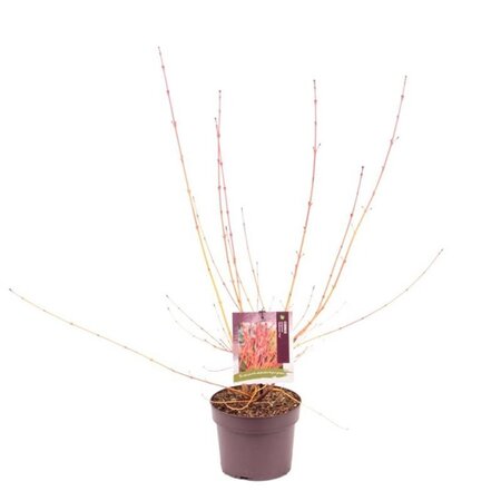 Cornus sang. 'Midwinter Fire' 40-50 cm cont. 3,0L