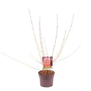 Cornus sang. 'Midwinter Fire' 40-50 cm cont. 3,0L