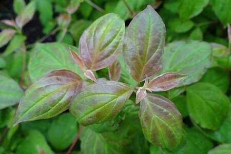 Cornus sang. 'Midwinter Fire' 40-60 cm cont. 3,0L - image 1