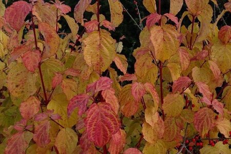 Cornus sang. 'Midwinter Fire' 40-60 cm cont. 3,0L - image 2