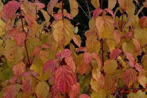 Cornus sang. 'Midwinter Fire' 40-60 cm cont. 3,0L - image 2