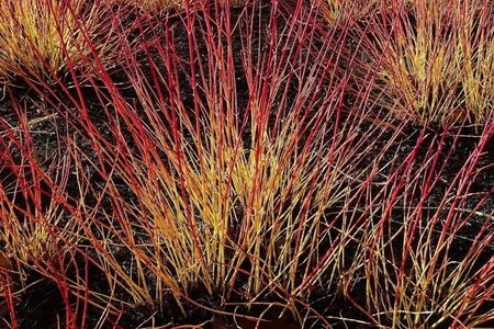 Cornus sang. 'Midwinter Fire' 40-60 cm cont. 3,0L - image 3