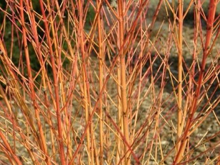 Cornus sang. 'Midwinter Fire' 40-60 cm cont. 3,0L - image 4