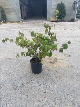 Corylopsis spicata 100-125 cm cont. 18L - afbeelding 2