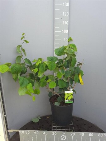Corylopsis spicata 100-125 cm cont. 18L - afbeelding 1