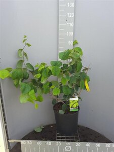 Corylopsis spicata 100-125 cm cont. 18L