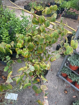 Corylopsis spicata 100-125 cm cont. 18L - afbeelding 3