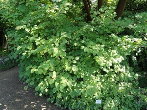 Corylopsis spicata 60-80 cm cont. 3,0L