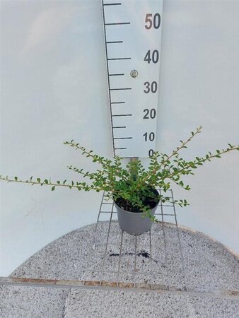 Cotoneaster suec. 'Skogholm' 30-35 cm cont. 2,0L