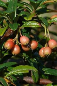 Cotoneaster sternianus 100-125 cm cont. 3,0L