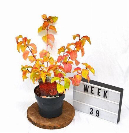 Cornus sang. 'Winter Beauty' 30-40 cm cont. 3,0L - afbeelding 7