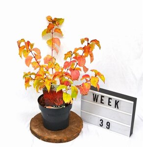 Cornus sang. 'Winter Beauty' 30-40 cm cont. 3,0L - afbeelding 7