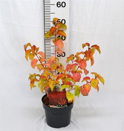 Cornus sang. 'Winter Beauty' 30-40 cm cont. 3,0L - afbeelding 8