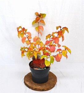 Cornus sang. 'Winter Beauty' 30-40 cm cont. 3,0L - afbeelding 9