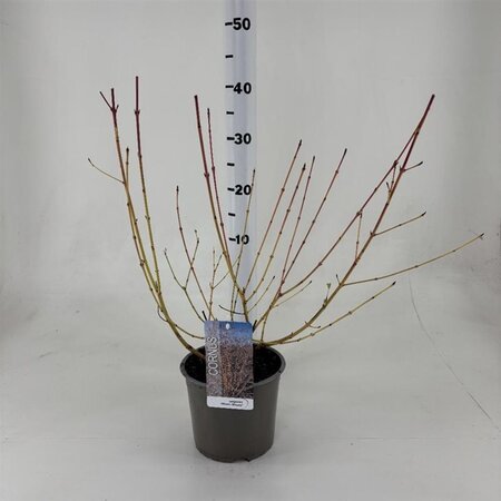 Cornus sang. 'Winter Beauty' 40-50 cm cont. 3,0L - afbeelding 2