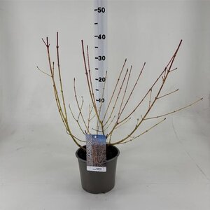 Cornus sang. 'Winter Beauty' 40-50 cm cont. 3,0L - afbeelding 2