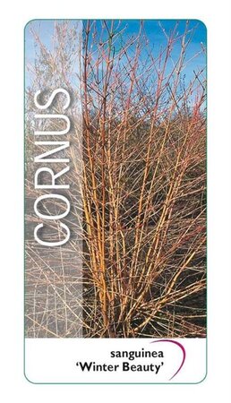 Cornus sang. 'Winter Beauty' 40-50 cm cont. 3,0L - afbeelding 1