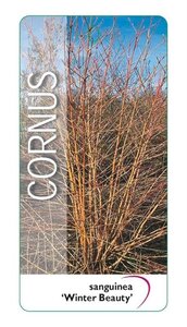 Cornus sang. 'Winter Beauty' 40-50 cm cont. 3,0L