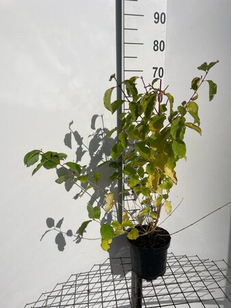 Cornus sang. 'Winter Beauty' 60-80 cm cont. 3,0L - afbeelding 8
