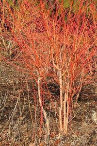 Cornus sang. 'Winter Beauty' 80-100 cm container